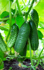 The bush cucumbers hang on the trellis in the garden . - 756614759