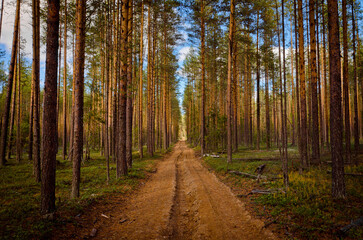 forest road pine forest summer trees