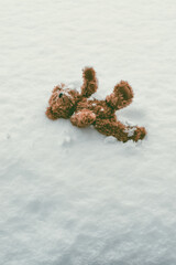 Teddy Bear In Snow