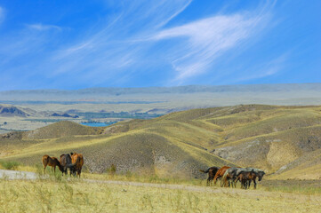 Experience the beauty of wild horses in their natural habitat. Explore rugged steppe terrain and rocky landscapes. Discover the unique ecosystem and behavior of these magnificent animals.