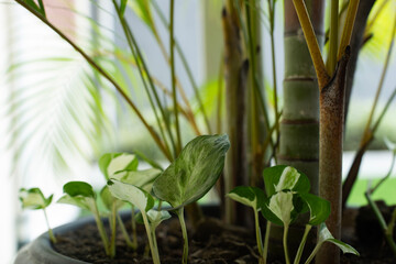 Close up view of palm tree branch and green white houseplant around