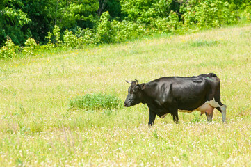 Enjoy the peaceful scenery of a cow wandering through a meadow. Enjoy nature in its purest form with a gentle and contented cow. Capture the beauty of rural life and tranquility