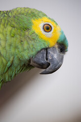 Amazona aestiva, commonly known as papagaio-verdadeiro, is a bird from the family of psittacídos, native to eastern Brazil