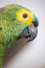Amazona aestiva, commonly known as papagaio-verdadeiro, is a bird from the family of psittacídos,...