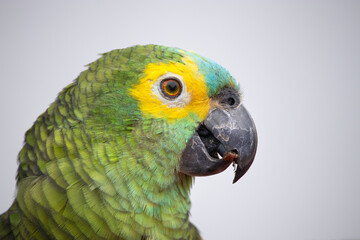 Amazona aestiva, commonly known as papagaio-verdadeiro, is a bird from the family of psittacídos,...