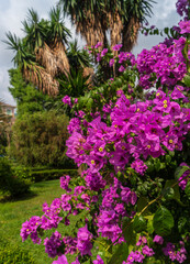 Bright pink bougainvillea flowers with green leaves against the backdrop greenery park.