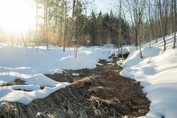 Thaw in the forest. Early spring in the forest. Snow melts in nature.