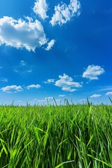 Obraz premium Green Grass Field Under Blue Sky