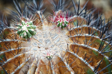 close-up view of a large cactus with black and red spines