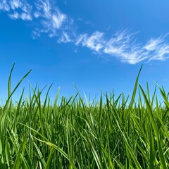 Fototapeta premium Green Grass Field Under Blue Sky