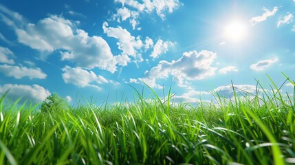 Fototapeta premium Grassy Field Under Blue Sky