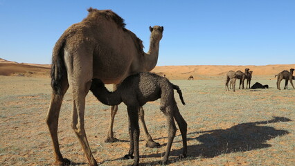 Mother camel with her baby camel walking in the desert