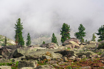 summer hill slope with coniferous trees and rocks