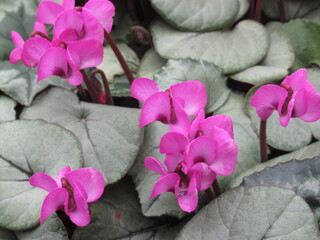 Zbliżenie na kwiaty rośliny z gatunku Cyclamen © Kumulugma