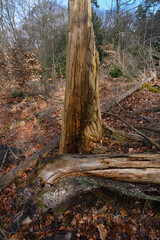 Fototapeta premium Wildromantische Stimmung im Wald