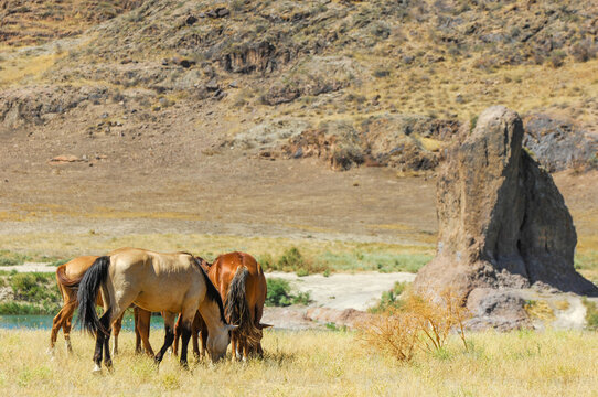 Enjoy the beauty of wild horses in their natural habitat. Watch them graze peacefully in the stunning river delta. Enjoy the view of majestic rocks against the backdrop of the steppe landscape.