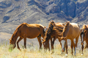 Enjoy the beauty of wild horses grazing in their natural habitat. Discover the unique landscape of...