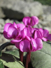 Zbliżenie na kwiaty rośliny z gatunku Cyclamen © Kumulugma