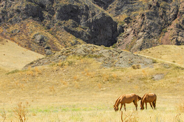 Wild horses roam freely in their natural habitat. Stunning river delta scenery and rocky...