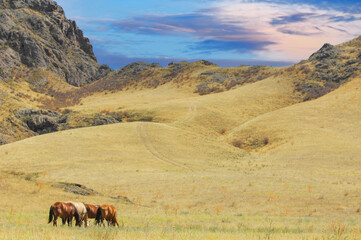 Beautiful landscapes with horses grazing in the river delta. Capture the serenity of the steppe...