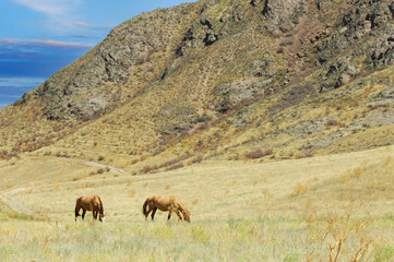 Beautiful scenery of horses grazing in the river delta. Peaceful setting of horses against the backdrop of rocks. The natural beauty of horses in their natural habitat in the steppe.