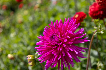 Fototapeta premium A large purple flower with a green stem. The flower is surrounded by other flowers and plants