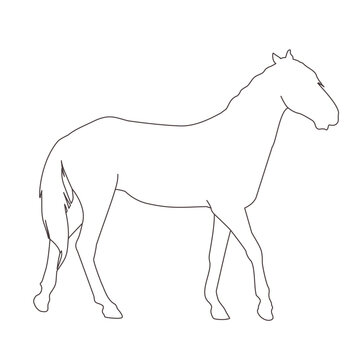 vector illustration of a black silhouette of a horse isolated on a white background. The theme of equestrian sports, animal husbandry and veterinary medicine
