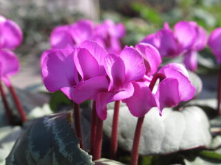 Zbliżenie na kwiaty rośliny z gatunku Cyclamen © Kumulugma