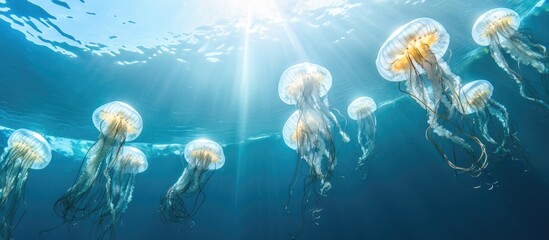 A group of electric blue jellyfish, aquatic invertebrate organisms, gracefully swim in the liquid sky of the ocean during a mesmerizing underwater event - obrazy, fototapety, plakaty