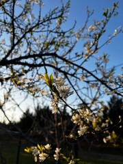 tree in spring