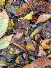 A feast of color created by autumn leaves lay flat on the ground. Natural earthy background.