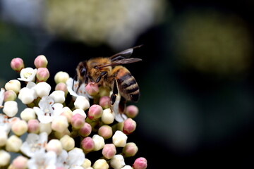 Biene auf einer Schneeball-Blüte