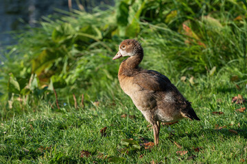Portrait of a small gosling (Alopochen aegyptiaca) against the background of tall coastal vegetation - 756630103