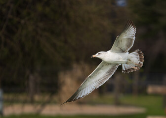 Seagulls flying with its wings spread open