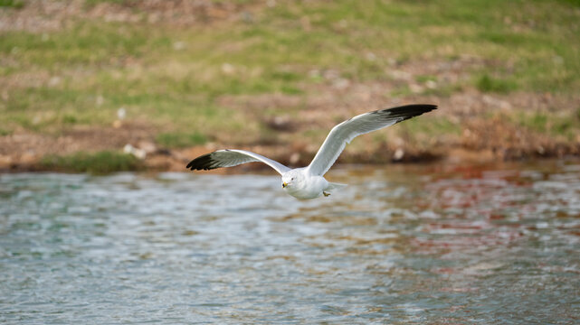 Seagulls flying with its wings spread open - Powered by Adobe