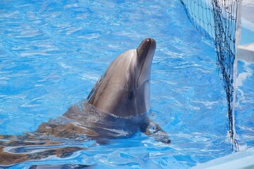 dolphin in the water