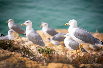 Many seabirds rest on the ocean shore. European sea gull on rock. For travel blogs