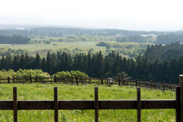 Fototapeta premium View of the green field and trees across the wooden fence