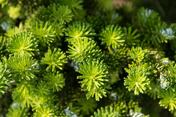 Close-up of the yew leaves