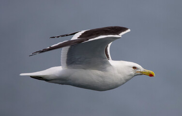 Kelp seagull in flight