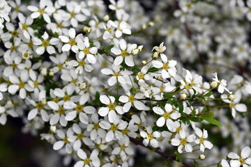Blühender Thunbergs Spierstrauch im Frühling