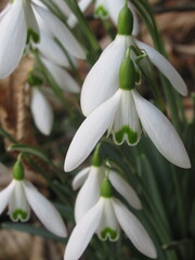 Zbliżenie na kwiaty rośliny z gatunku Galanthus © Kumulugma