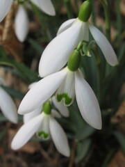 Zbliżenie na kwiaty rośliny z gatunku Galanthus © Kumulugma
