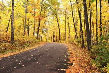 Autumn In Minnesota State Park