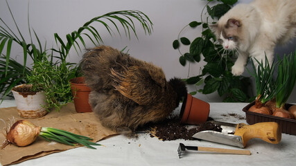 Hen, cat and green plants.