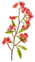 Branch of Red berries watercolor style Decorative Element