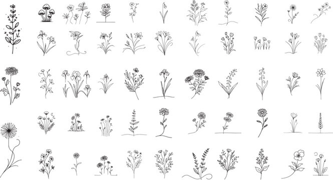 collection of wild field flowers and herbs, minimalist doodle line art, black vector graphic