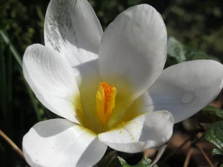 Fototapeten Zbliżenie na biały kwiat krokusa © Kumulugma