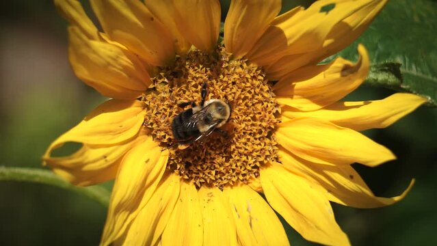 A Bumble Bee dances around a sunflower in the golden light of summer in this garden nature video 