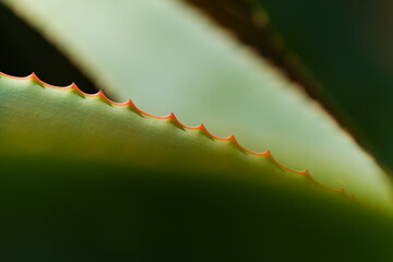 Aloe speciosa aka tilt-head aloe succulent leaves with red edges, natural macro floral background